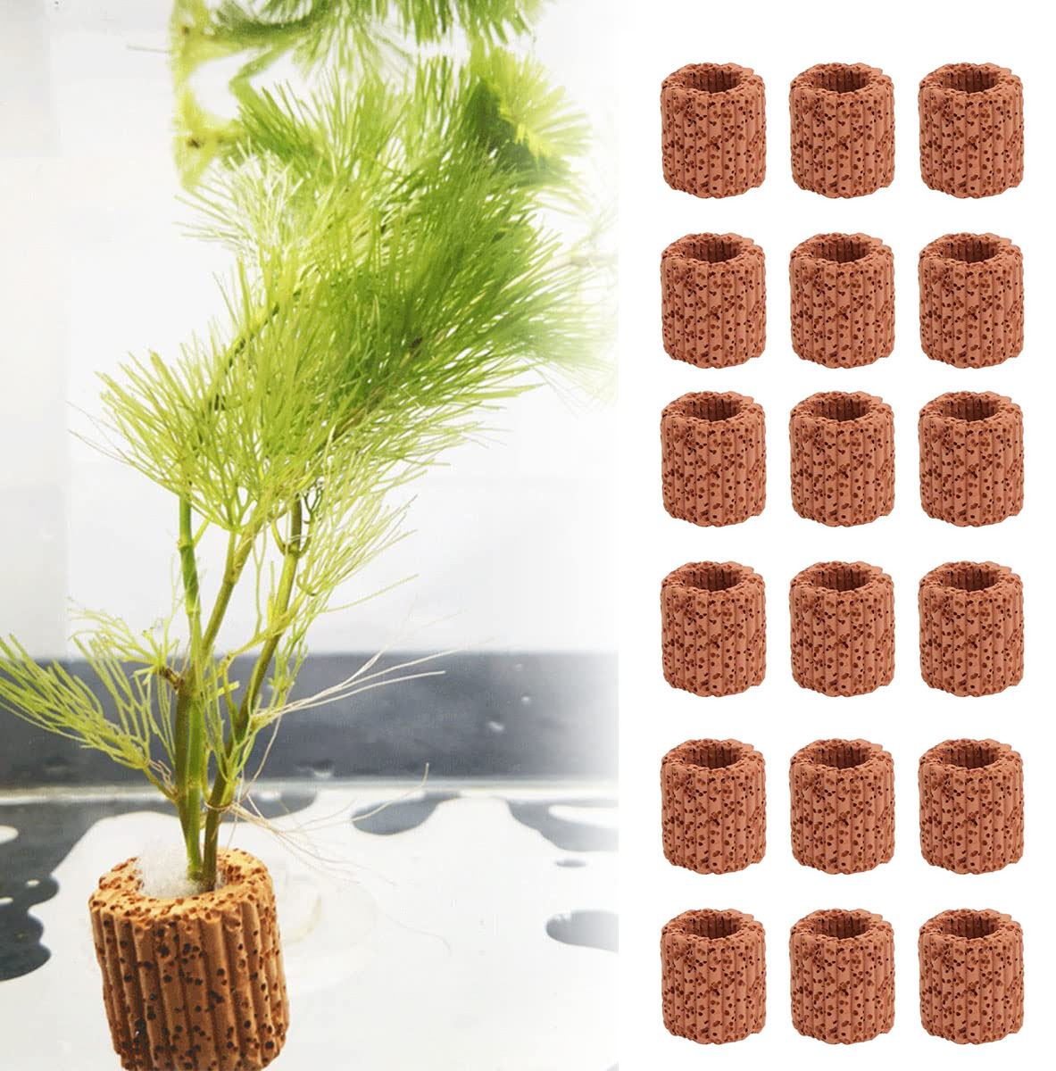 Aquarium Plants Live - 無印固定リングベース、水族館、水槽の装飾、風景アクセサリー、10個、20個