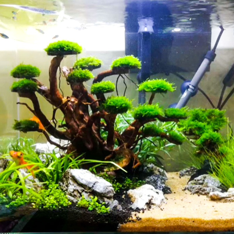 Aquarium Plant Substrate - 水槽造景用モスツリースケルトン仕上げ済み流木シャクナゲ根飾りアクアスケープデコレーション