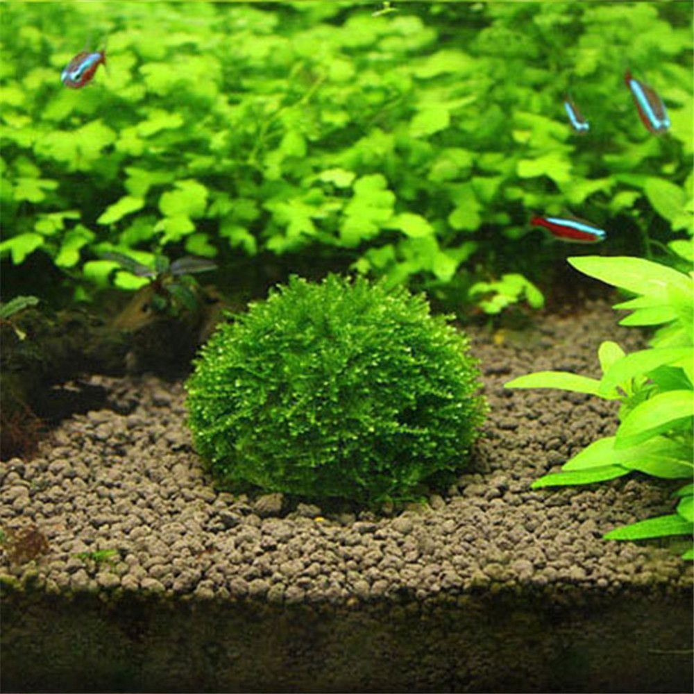 Aquarium Plants Live - 新しいプラスチック製サスペンションモスドーム半円形ホワイトマリモモスボール水槽アクセサリー装飾モスボール水槽