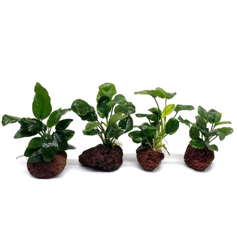 火山水族館の装飾水槽植物固定ポットポルカ水植物鉢植えカップ水 - Live Plant Aquarium のレビューと価格