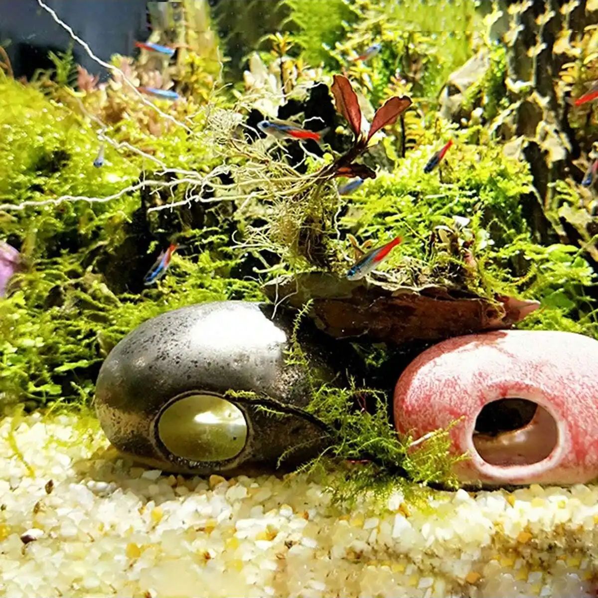 1pc-250 グラム天然結晶砂利石マイクロ風景庭水族館の装 - Plant Aquarium Pot のレビューと価格