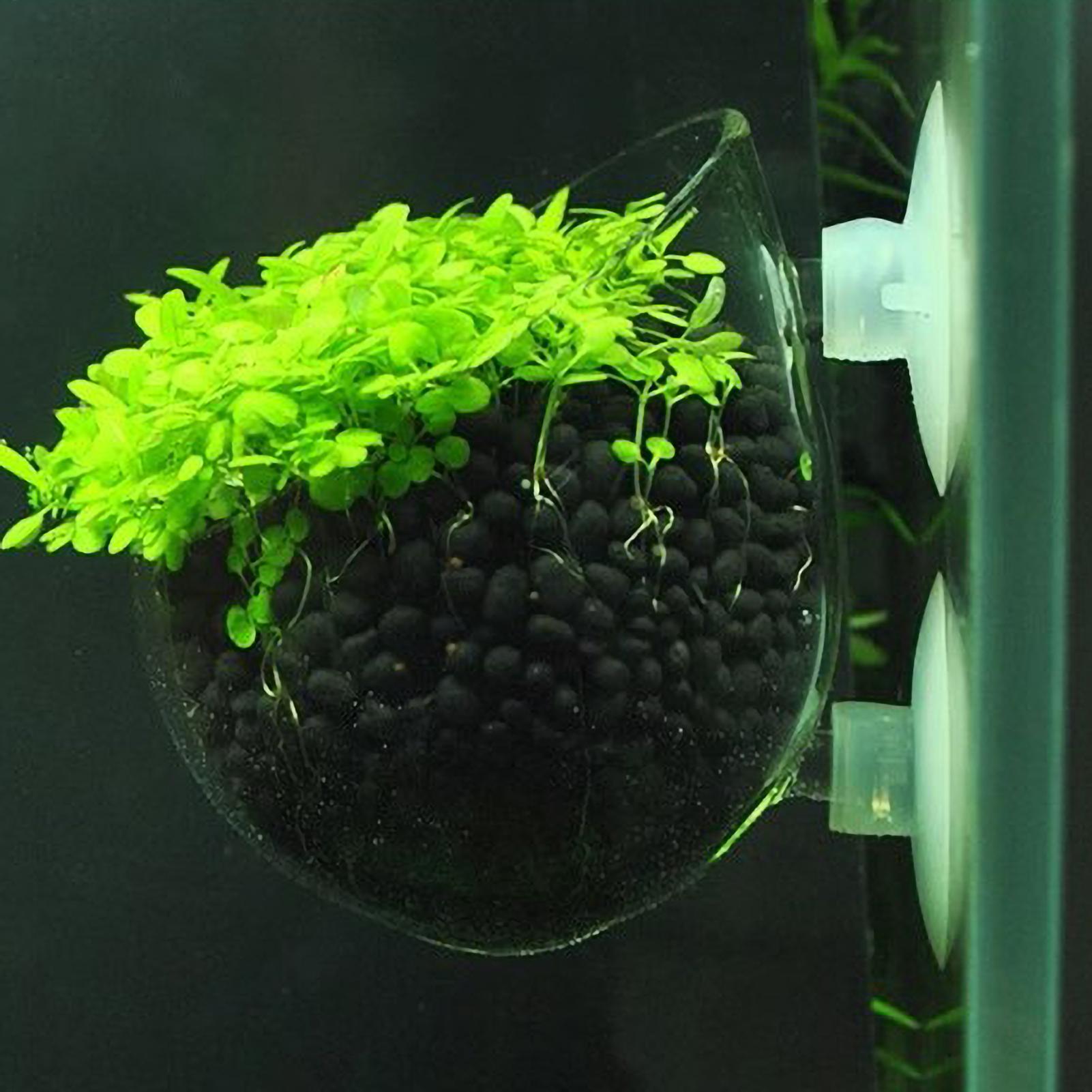 水槽用植物ホルダー ガラス製水草ポット 吸盤付き 生きた植物 - Live Plant Aquarium のレビューと価格