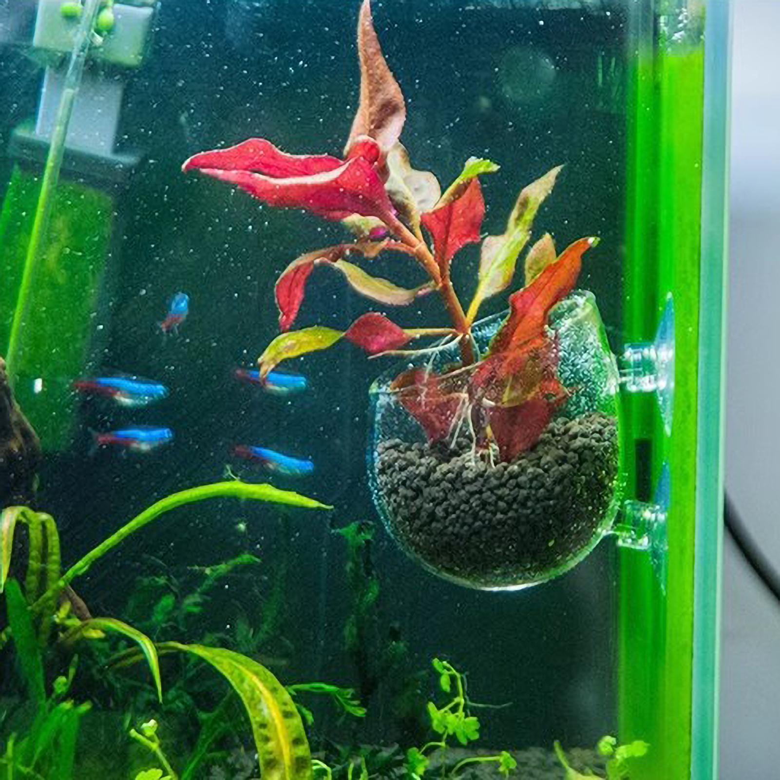 水槽用植物ホルダー ガラス製水草ポット 吸盤付き 生きた植物 - Live Plant Aquarium のレビューと価格