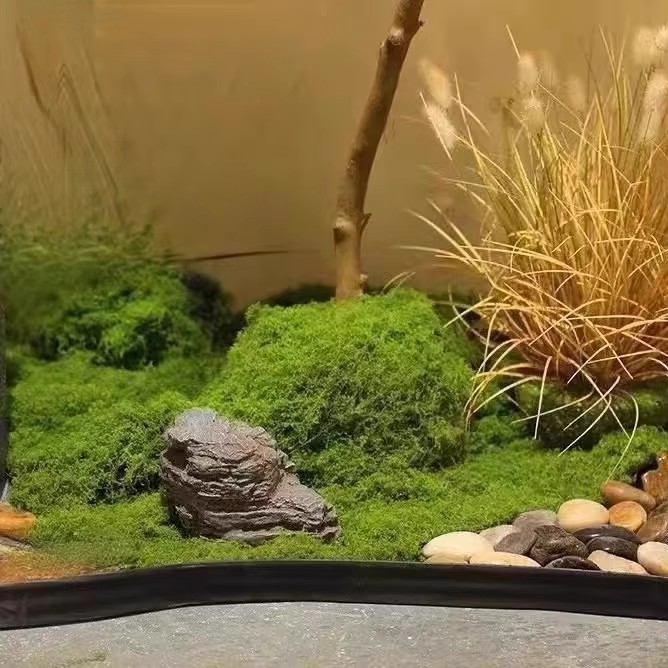 200 グラム永遠の命苔 DIY 工芸品草人工緑植物ホームル - Aquarium Moss のレビューと価格