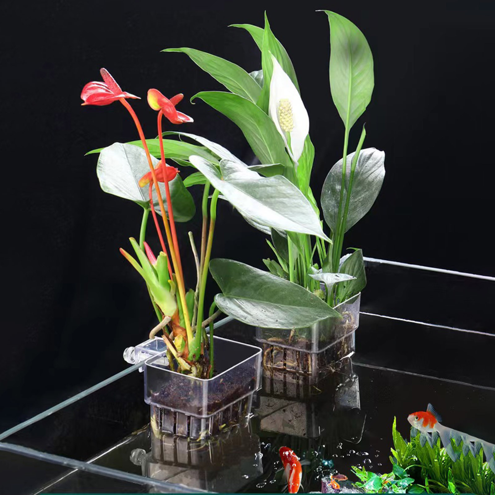 透明アクリル製の植物ホルダー。水槽やアクアリウム用の水耕栽培 - Aquarium Plant Holder のレビューと価格