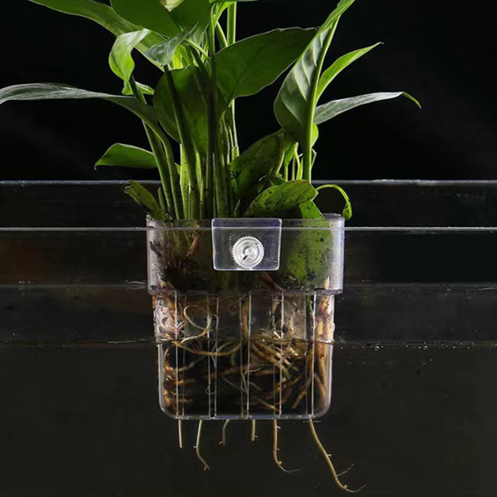 透明アクリル製の植物ホルダー。水槽やアクアリウム用の水耕栽培 - Aquarium Plant Holder のレビューと価格