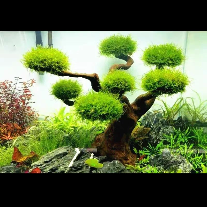 水槽装飾用流木飾り、水族館装飾、木工芸品、水槽装飾 - Aquarium Plant Substrate のレビューと価格