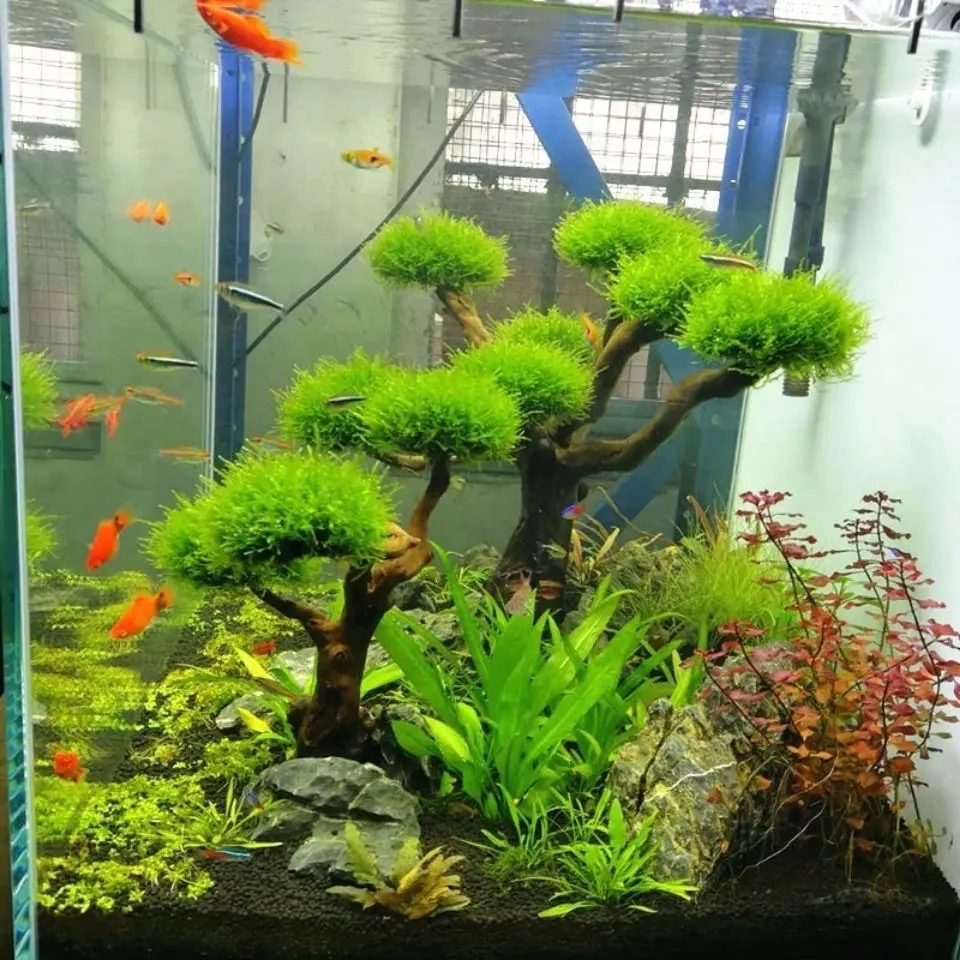 水槽装飾用流木飾り、水族館装飾、木工芸品、水槽装飾 - Aquarium Plant Substrate のレビューと価格