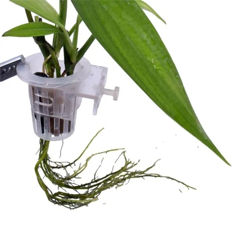 A7THK-2個入り 透明な水槽用プランターホルダー、高さ調 - Aquarium Plant Holder のレビューと価格