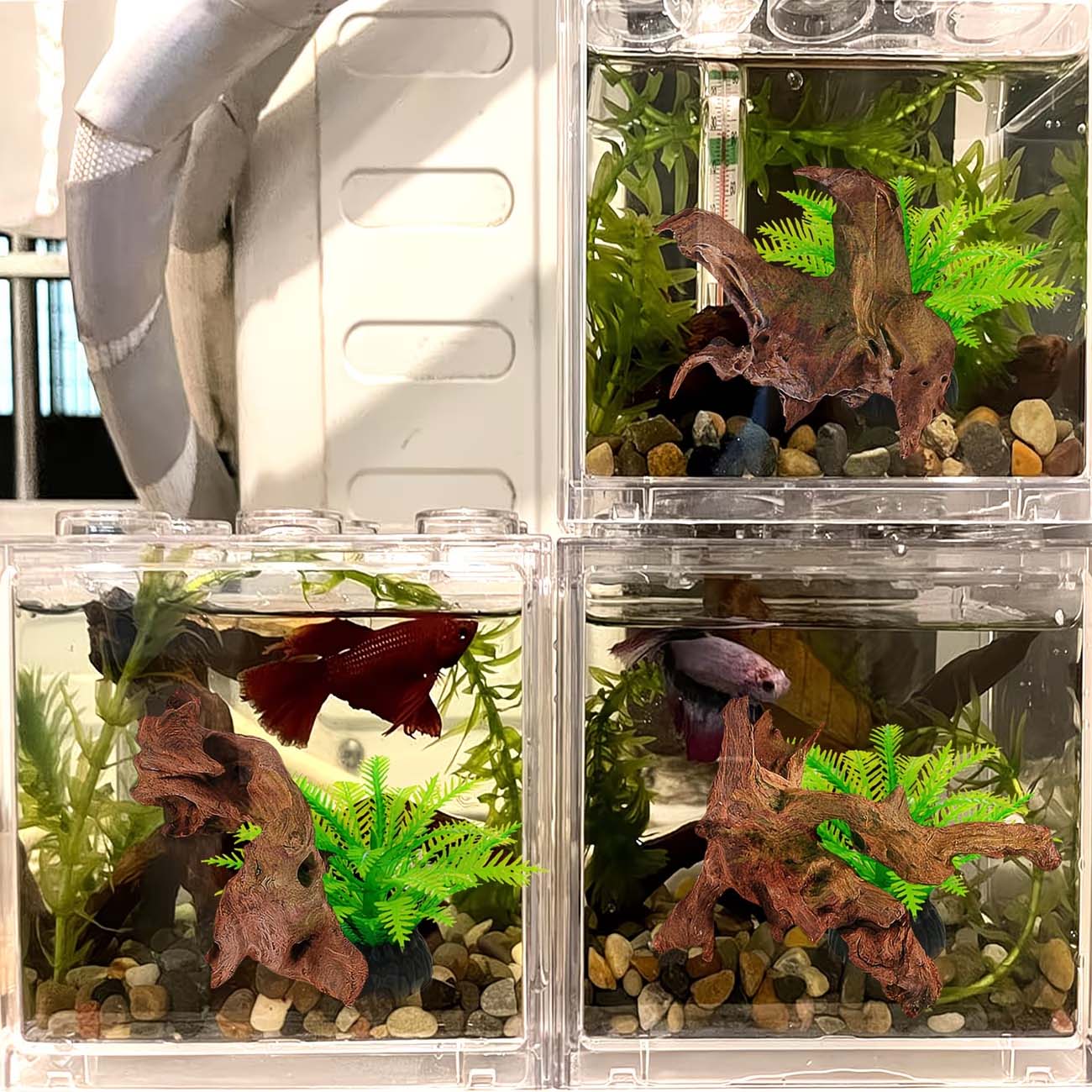 5～10cm 天然沈没木 水槽景観装飾 魚タンク飾り 爬虫類 - Aquarium Driftwood のレビューと価格