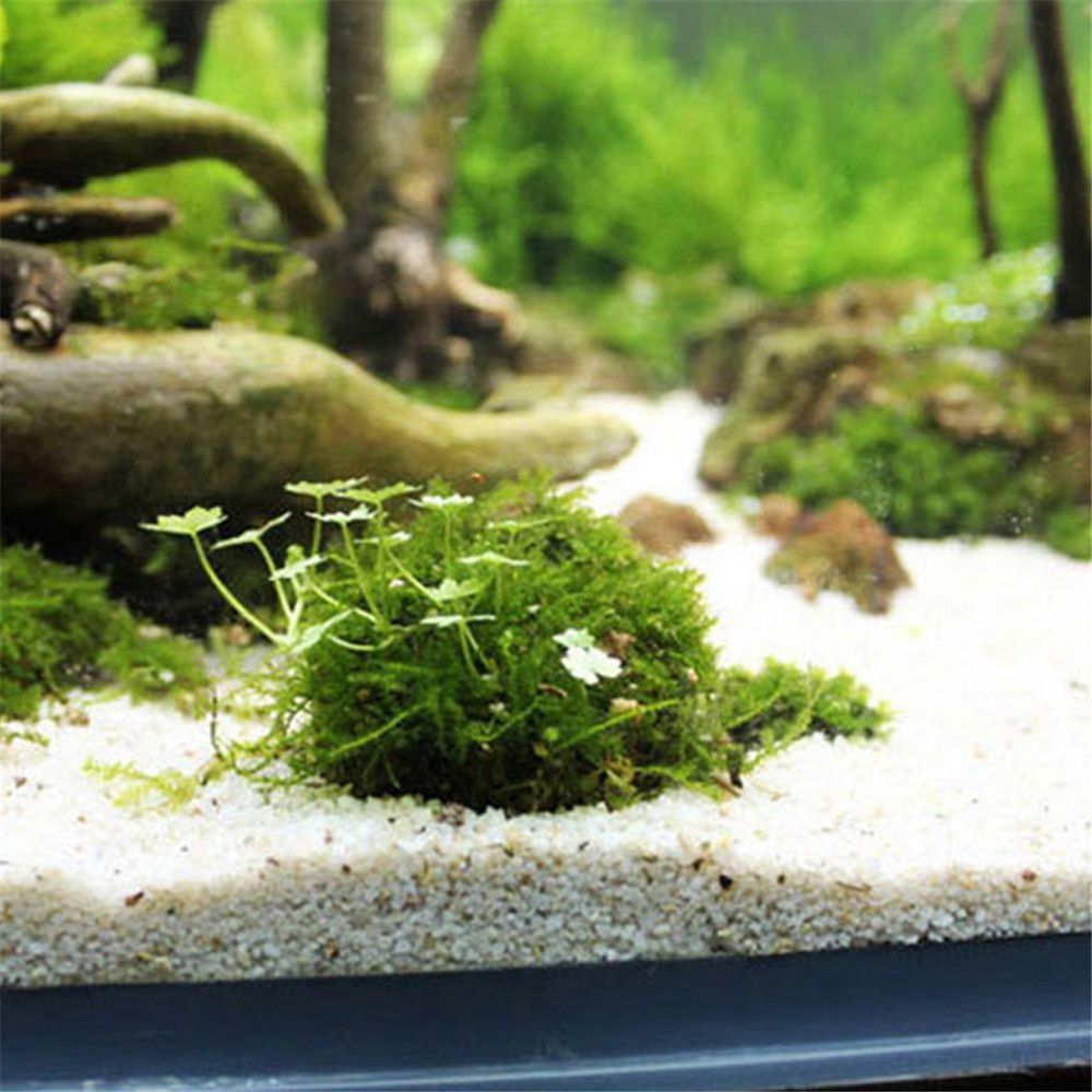 新しいプラスチック製サスペンションモスドーム半円形ホワイトマ - Aquarium Plants Live のレビューと価格
