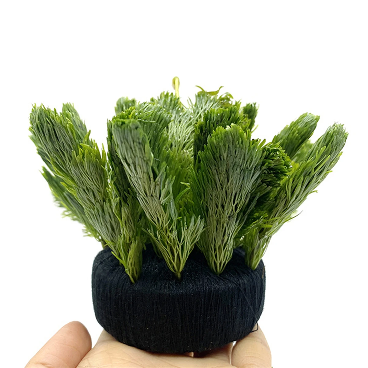 黒い水槽の装飾,水生植物の根のための水生草の植え付け,栽培, - Aquarium Plant Substrate のレビューと価格